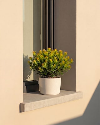Produktabbildung 2 für Erdbeerbaum
