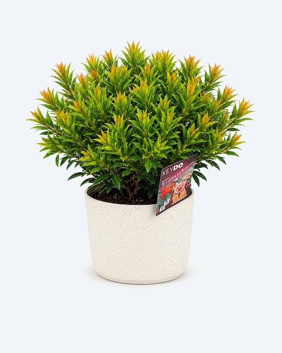 Produktabbildung für Erdbeerbaum