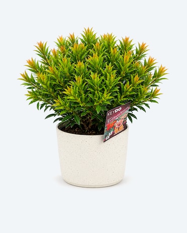 Produktabbildung für Erdbeerbaum