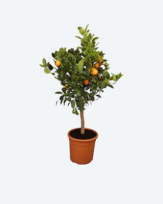 Produktabbildung 1 für Zwergorange