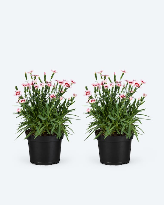 Produktabbildung für Nelke "Peach Party", 2er Set