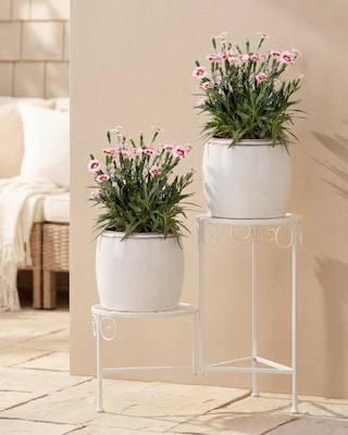 Produktabbildung 2 für Nelke "Peach Party", 2er Set
