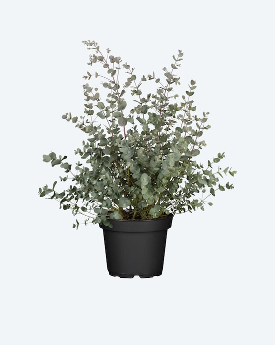 Produktabbildung für Eukalyptus Busch