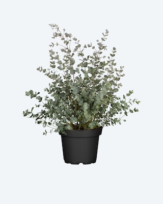 Produktabbildung 1 für Eukalyptus Busch