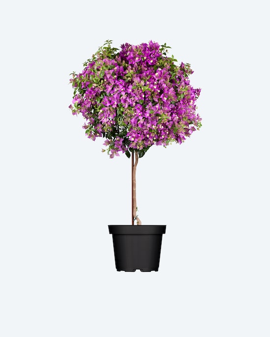 Produktabbildung für Drillingsblumen Stamm