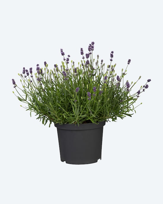 Produktabbildung für Lavendel