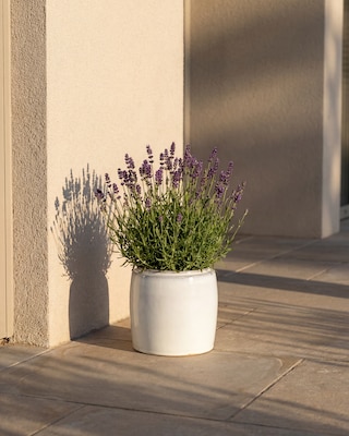 Produktabbildung 2 für Lavendel