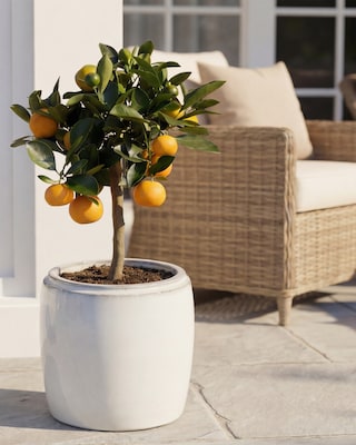 Produktabbildung 2 für Zitrus-Mix-Stamm (Citrus Mitis)