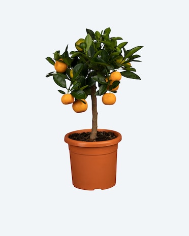 Produktabbildung für Zitrus-Mix-Stamm (Citrus Mitis)