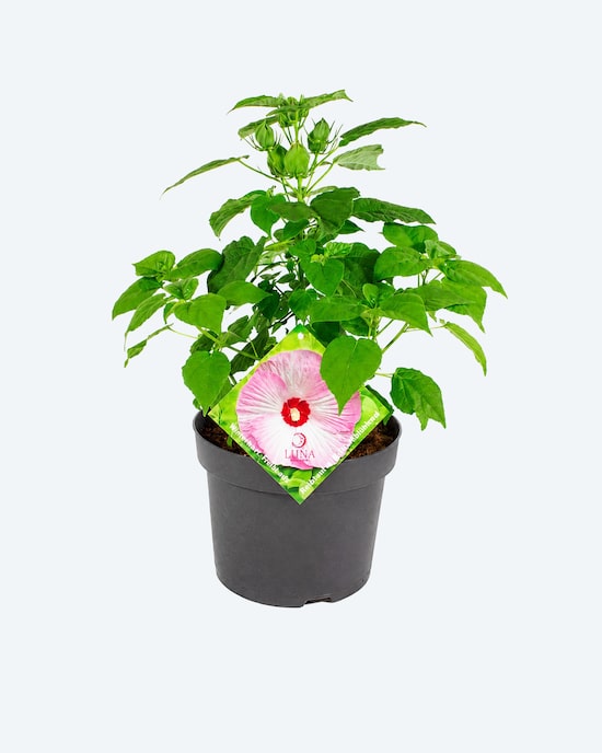 Produktabbildung für Staudenhibiskus
