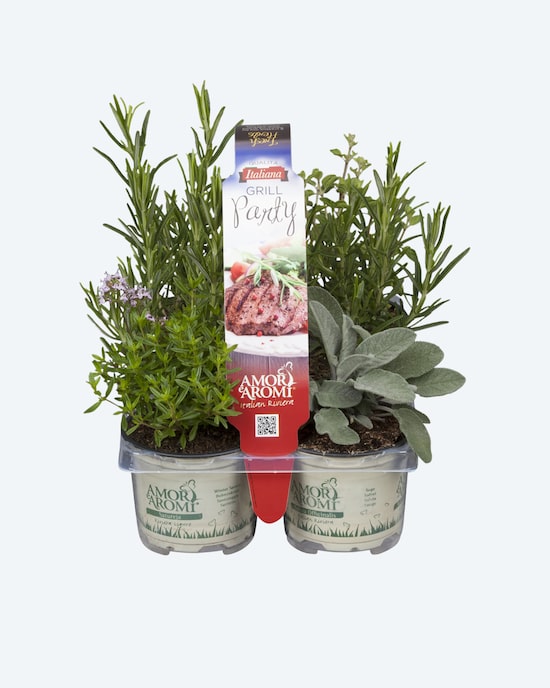 Produktabbildung für Gewürzpflanzen für die Grill-Party, 4tlg.