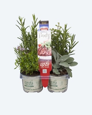 Produktabbildung 1 für Gewürzpflanzen für die Grill-Party, 4tlg.