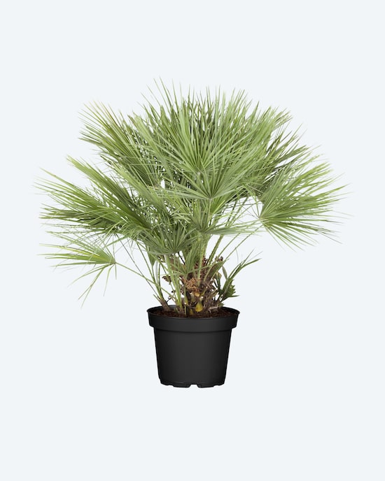 Produktabbildung für Zwergpalme (Topfgröße 22 cm)