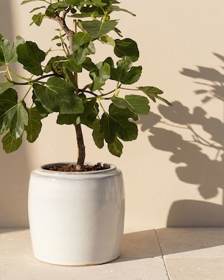 Produktabbildung 2 für Feigenbaum