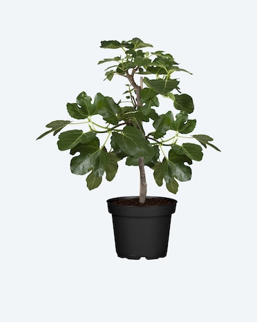 Produktabbildung für Feigenbaum