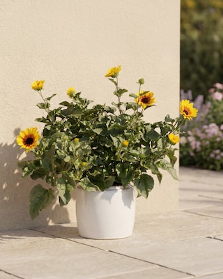 Produktabbildung 2 für Sonnenblume "Sunbelievable"