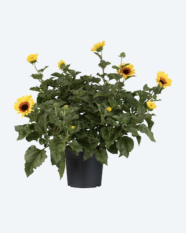 Produktabbildung für Sonnenblume "Sunbelievable"