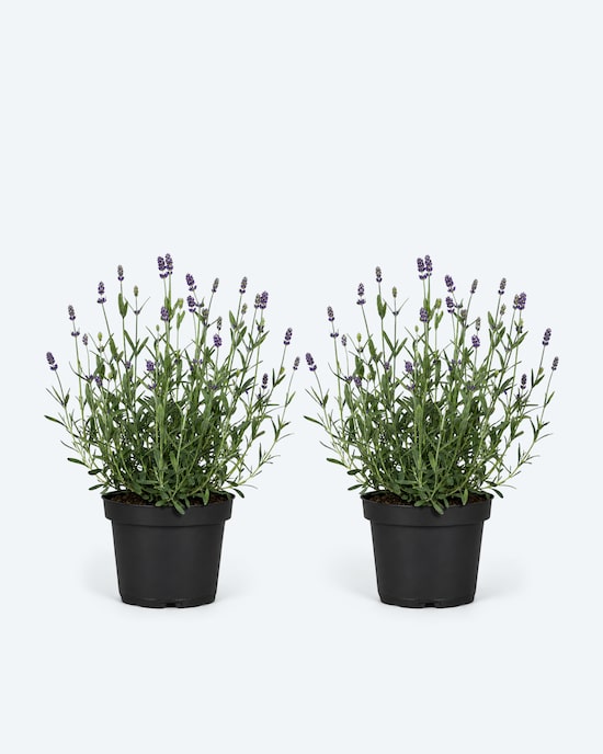 Produktabbildung für Lavendel, 2er Set