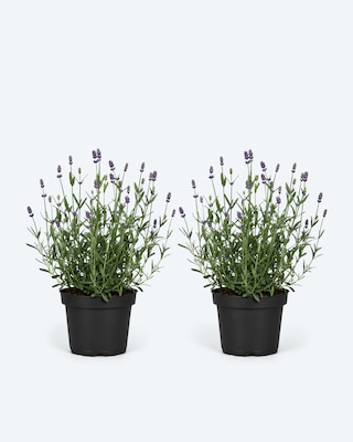 Produktabbildung 1 für Lavendel, 2er Set