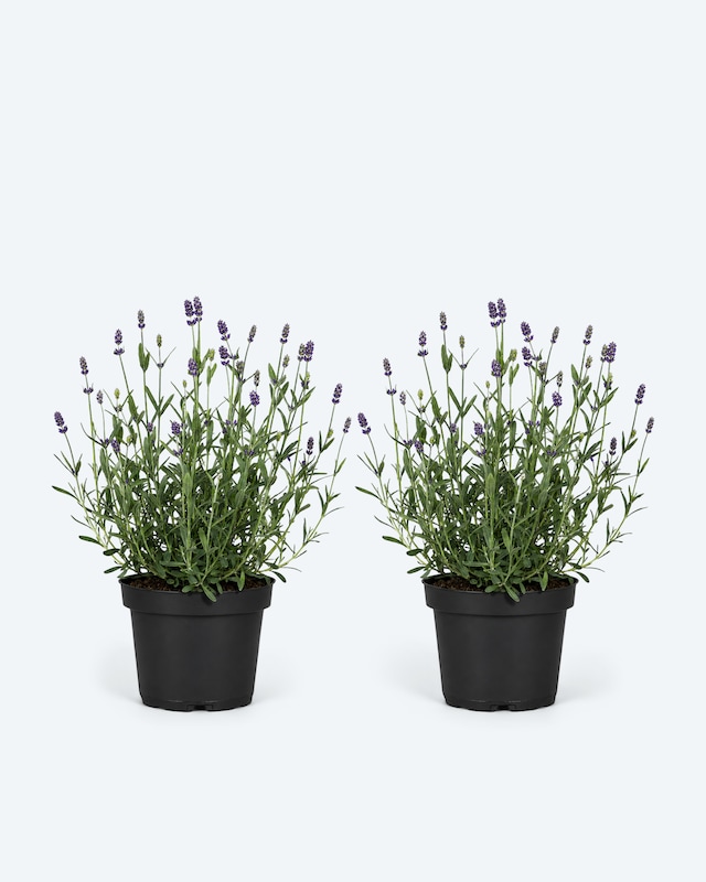 Lavendel, 2er Set