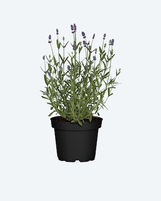 Produktabbildung 2 für Lavendel, 2er Set
