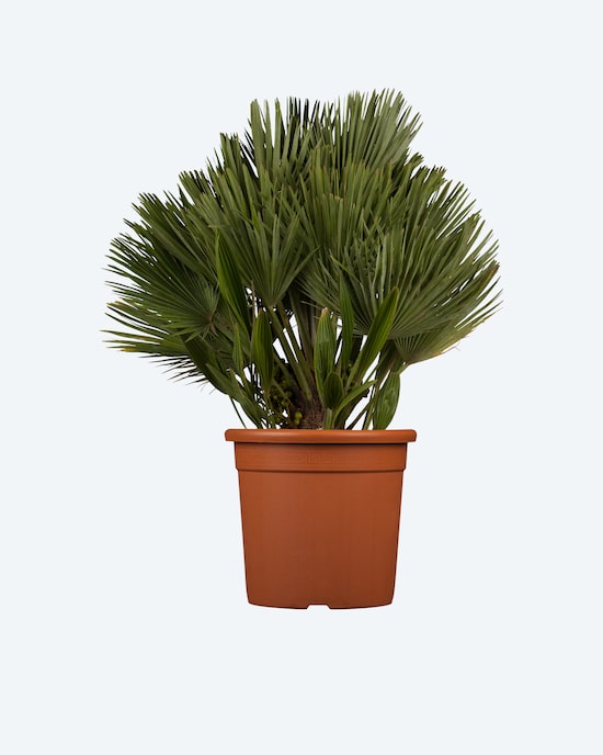 Produktabbildung für Zwergpalme (Topfgröße 19 cm)