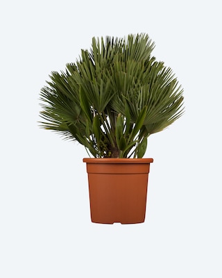 Produktabbildung 1 für Zwergpalme (Topfgröße 19 cm)