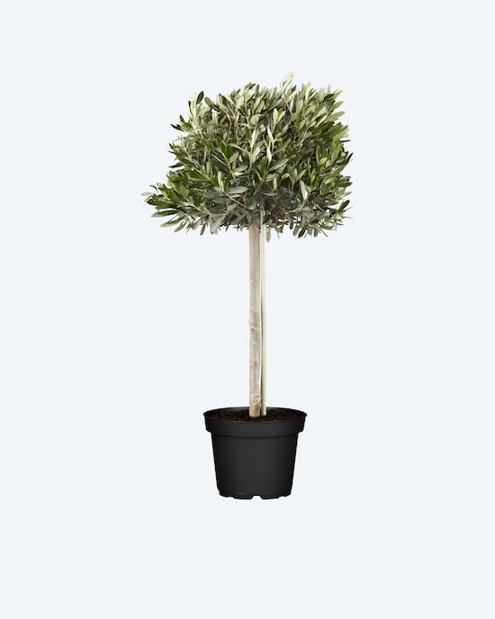 Produktabbildung für Olivenbaum
