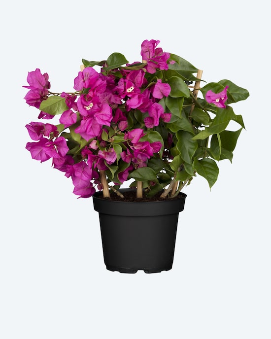Produktabbildung für Drillingsblumen Busch