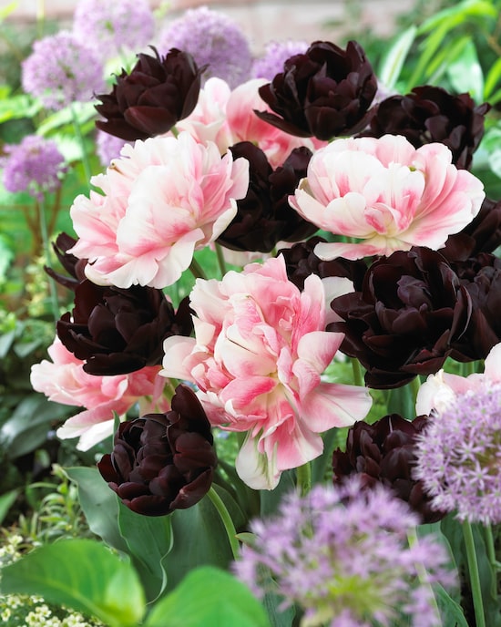 Produktabbildung für Tulpen "Double Dutch Mix"