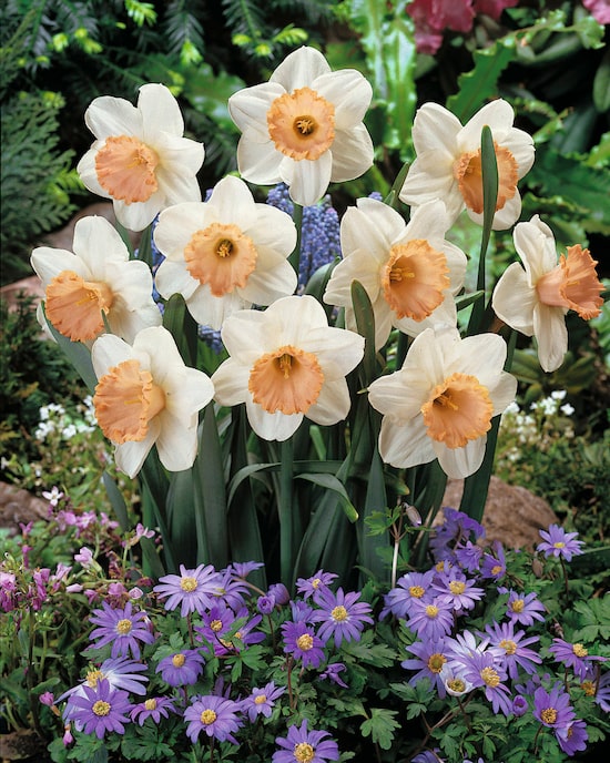 Produktabbildung für Tulpen- und Narzissen-Träume, 22tlg.
