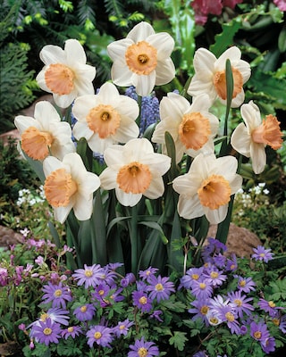 Produktabbildung 1 für Tulpen- und Narzissen-Träume, 22tlg.