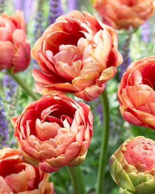 Produktabbildung 2 für Tulpen- und Narzissen-Träume, 22tlg.