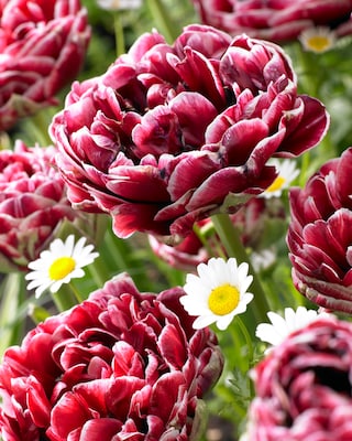 Produktabbildung 3 für Tulpen- und Narzissen-Träume, 22tlg.