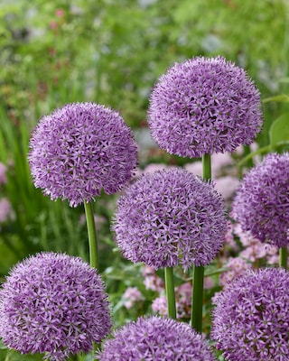 Produktabbildung 2 für Allium Blütenbälle, 3 Sorten