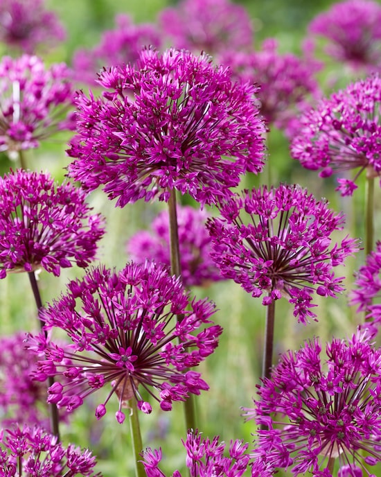 Produktabbildung für Allium Blütenbälle, 3 Sorten