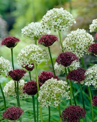 Produktabbildung 3 für Allium Blütenbälle, 3 Sorten
