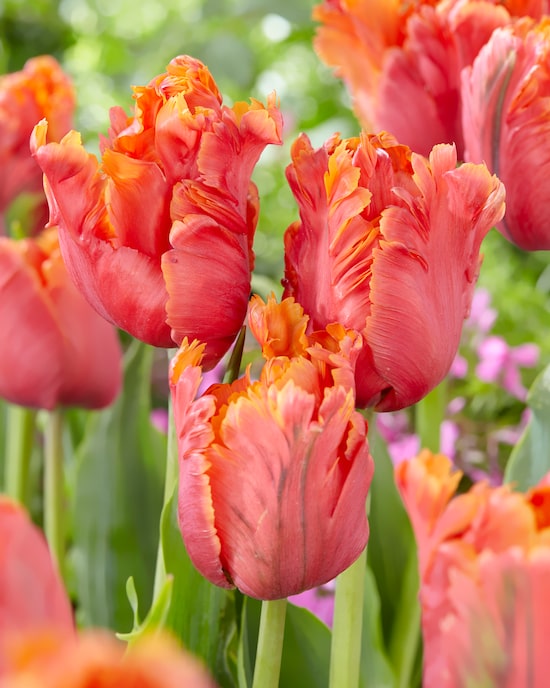 Produktabbildung für Papageien-Tulpen, 3 Sorten