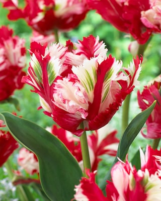 Produktabbildung 3 für Papageien-Tulpen, 3 Sorten