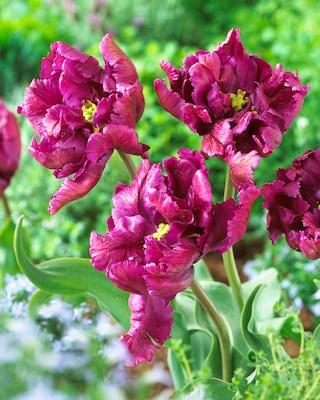 Produktabbildung 2 für Papageien-Tulpen, 3 Sorten
