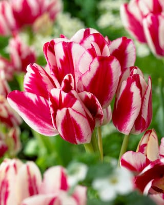 Produktabbildung 2 für Mehrblumige Tulpen, 3 Sorten