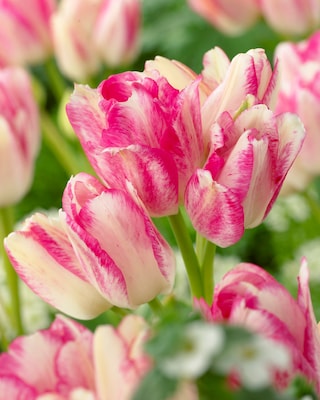 Produktabbildung 1 für Mehrblumige Tulpen, 3 Sorten