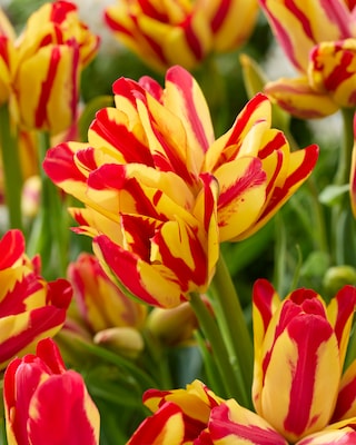 Produktabbildung 3 für Mehrblumige Tulpen, 3 Sorten