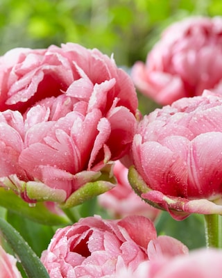 Produktabbildung 3 für Rosenartige Tulpenblüten, 21tlg.