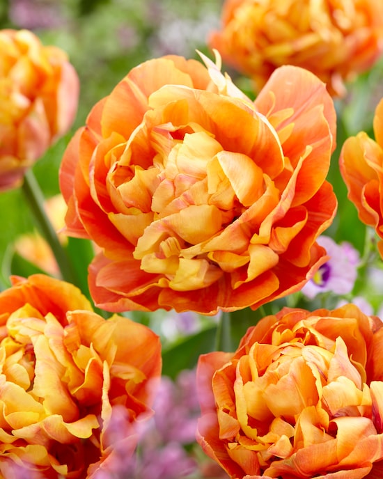 Produktabbildung für Rosenartige Tulpenblüten, 21tlg.