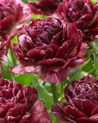 Produktabbildung 2 für Rosenartige Tulpenblüten, 21tlg.