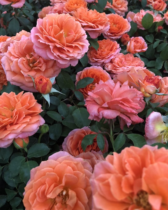 Produktabbildung für Ruffles und Edelrose, 2tlg.