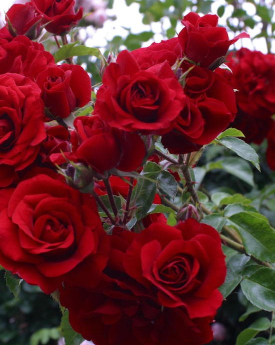 Produktabbildung für Dornenlose Kletterrose & Edelrose
