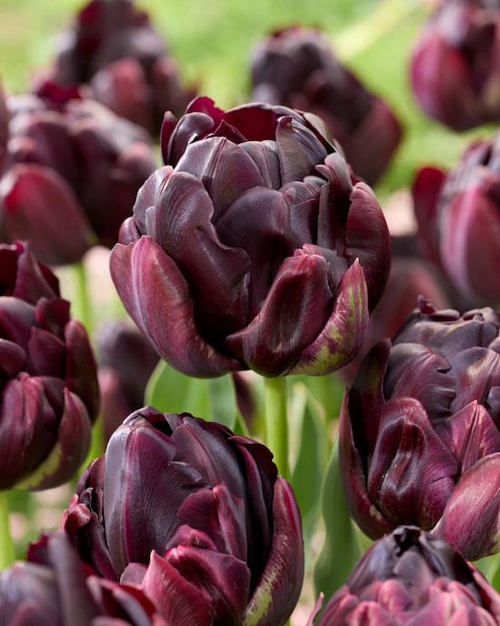 Produktabbildung für Gefüllte Tulpen, 3 Sorten