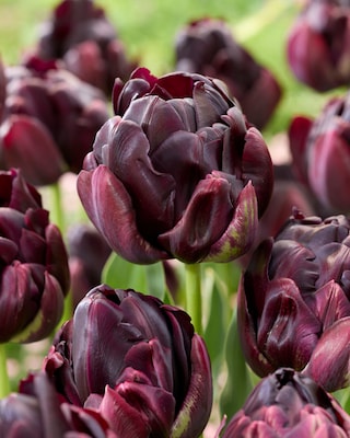 Produktabbildung 1 für Gefüllte Tulpen, 3 Sorten